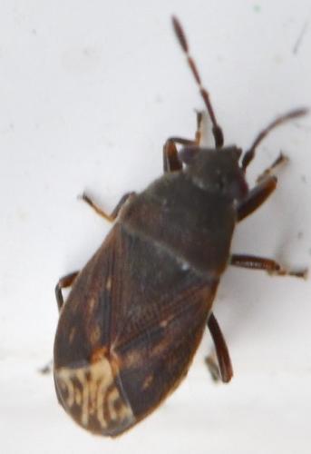 Stygnocoris fuligineus